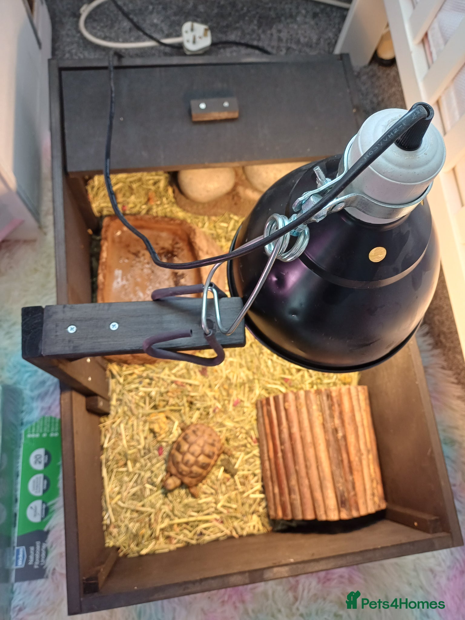 Hermann Tortoise reptiles Herman tortoise - Advert 7