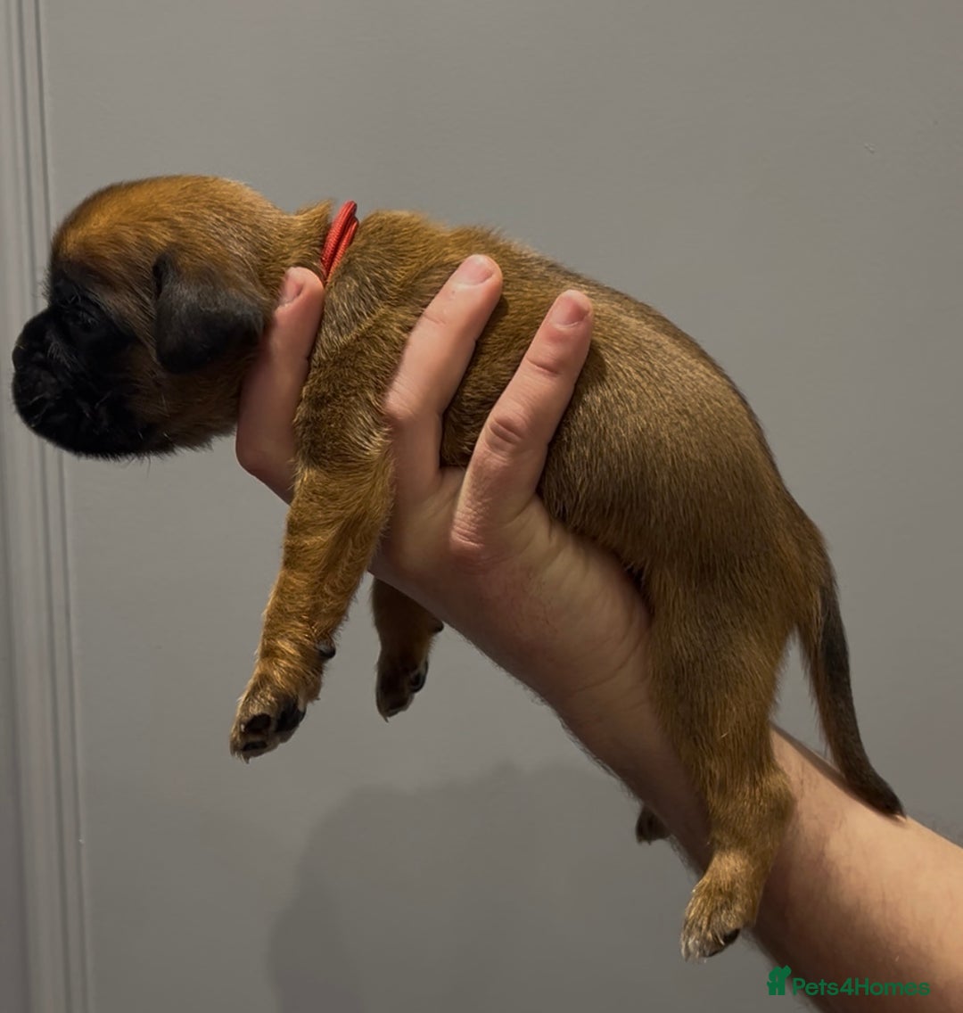 Boxer dogs for sale: 9 Beautiful Boxer Puppies - Pet Only  - Advert 16