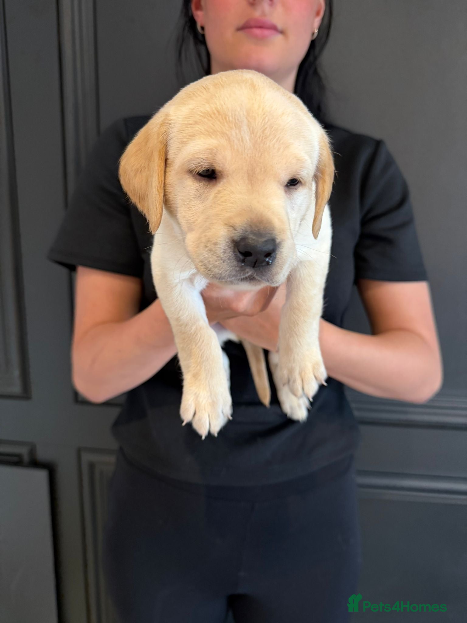 Labrador Retriever dogs Simply the best Labrador puppies KC registered - Advert 2