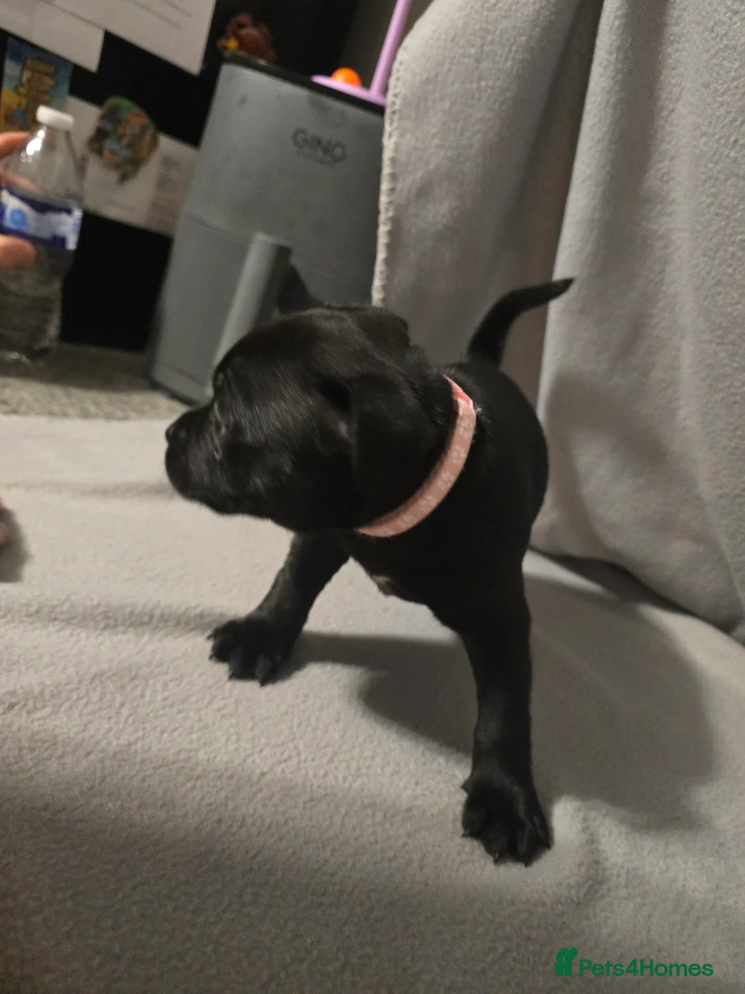 Staffordshire Bull Terrier dogs for sale: Staffordshire bullterrier (LAST 1 ) ready to go - Advert 10