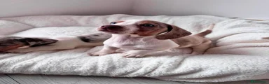 Miniature Dachshund 4