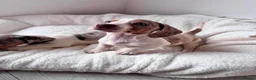 Miniature Dachshund dogs for sale: stunning miniature dachshunds puppies for sale in Derby - Advert 5