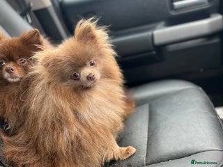 Pomeranian dogs in Doncaster - Advert 27