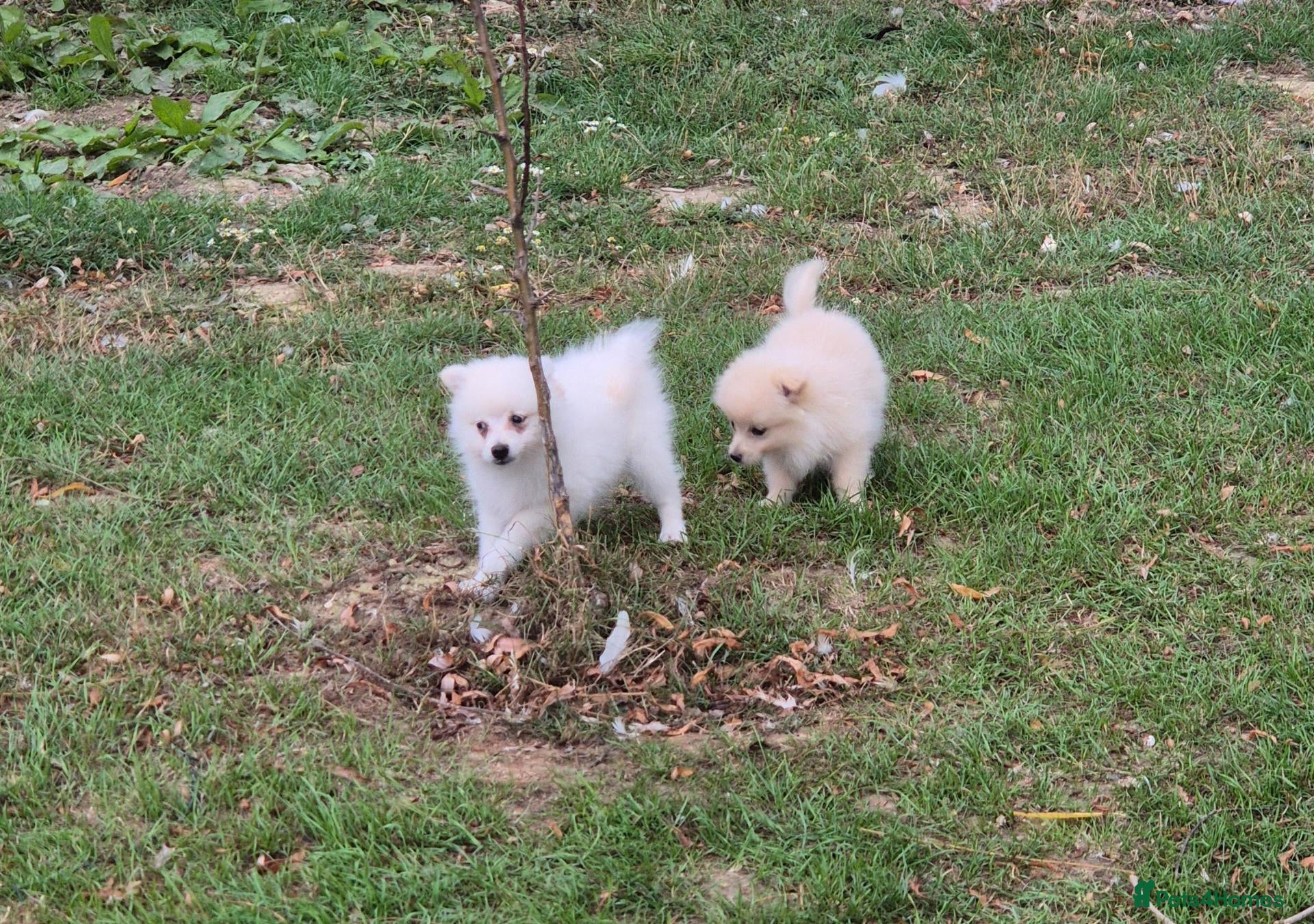 Pomchi dogs 3/4 Pomeranian (Pomchi's) - Advert 2