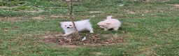 Pomchi dogs for sale: 3/4 Pomeranian (Pomchi's) - Advert 2