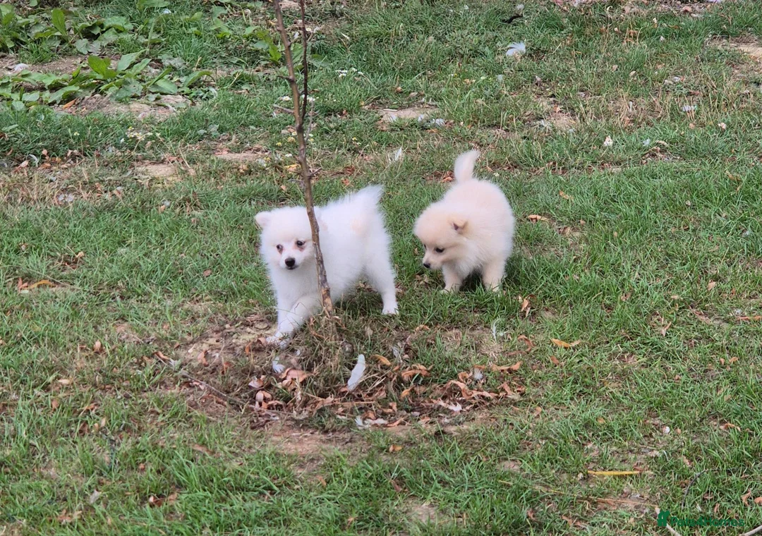 Pomchi dogs for sale: 3/4 Pomeranian (Pomchi's) - Advert 2