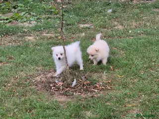 Pomchi dogs 3/4 Pomeranian (Pomchi's) - Advert 2