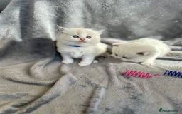 Ragdoll cats for sale: Beautiful Blue Tabby Ragdoll Fur Babies  - Image 14