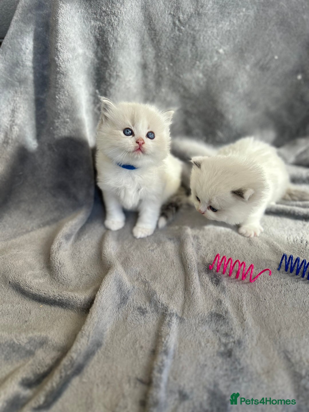 Ragdoll cats for sale: Beautiful Blue Tabby Ragdoll Fur Babies  - Image 14