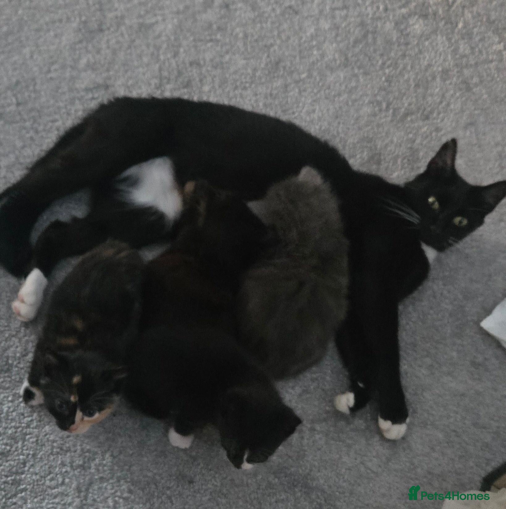 Mixed Breed cats Beautiful kittens - Advert 3