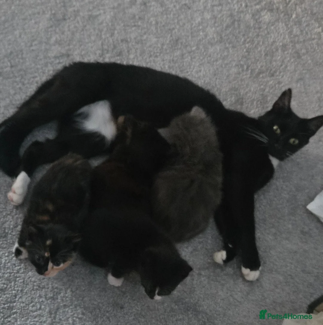 Mixed Breed cats for sale: Beautiful kittens in Haverfordwest - Advert 1