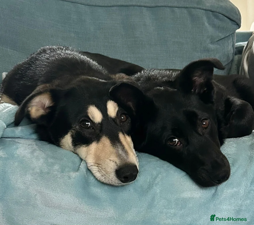 Mixed Breed dogs for adoption: ❤️LADY&DORI❤️ Small Gentle and Social Sisters - Advert 2