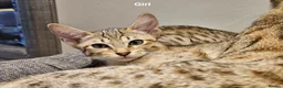 Savannah cats for sale: Stunning F5 SBT Savannah Kittens in Bradford - Advert 11