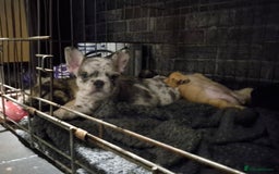 French Bulldog dogs for sale: 3 female french bulldogs - Advert 18