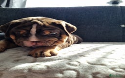 English Bulldog dogs for sale: English bulldog  - Image 7