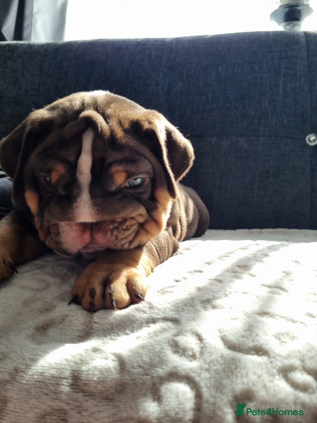 English Bulldog dogs for sale: English bulldog  - Image 7