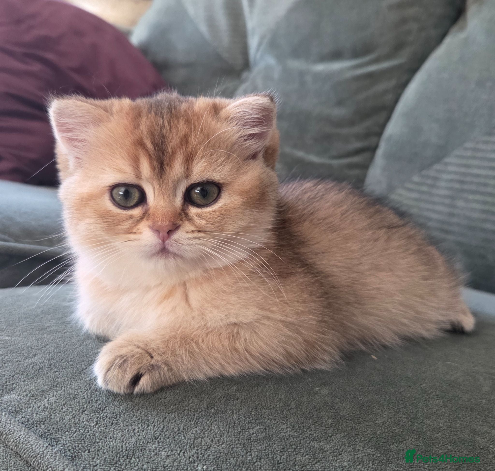 Scottish Fold cats Ready to leave Scottish Fold/Straight kittens ❤️  - Advert 1