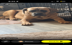 Cane Corso dogs for sale: 1 year old cane corso - Image 1
