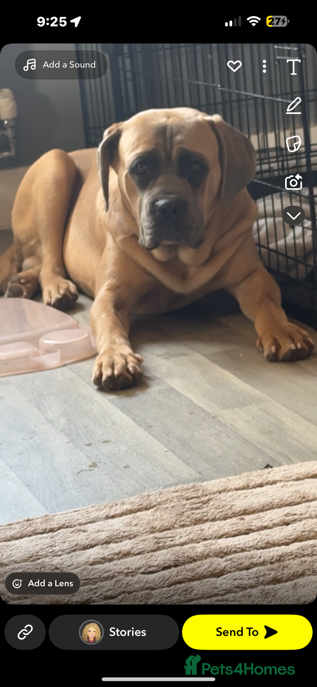 Cane Corso dogs for sale: 1 year old cane corso - Image 1