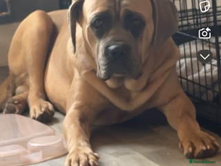 Cane Corso dogs for sale - Advert 1