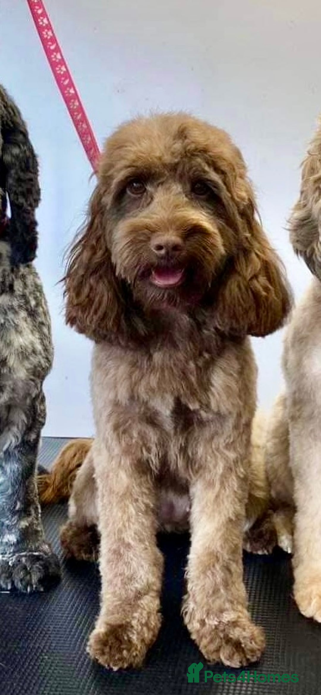 Cockapoo dogs for sale: F1b cockpoo puppies looking for forever homes.  - Advert 3