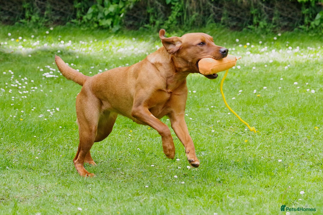 Labrador Retriever dogs for sale: Darkest Mahogany Fox Red Puppies - Image 7