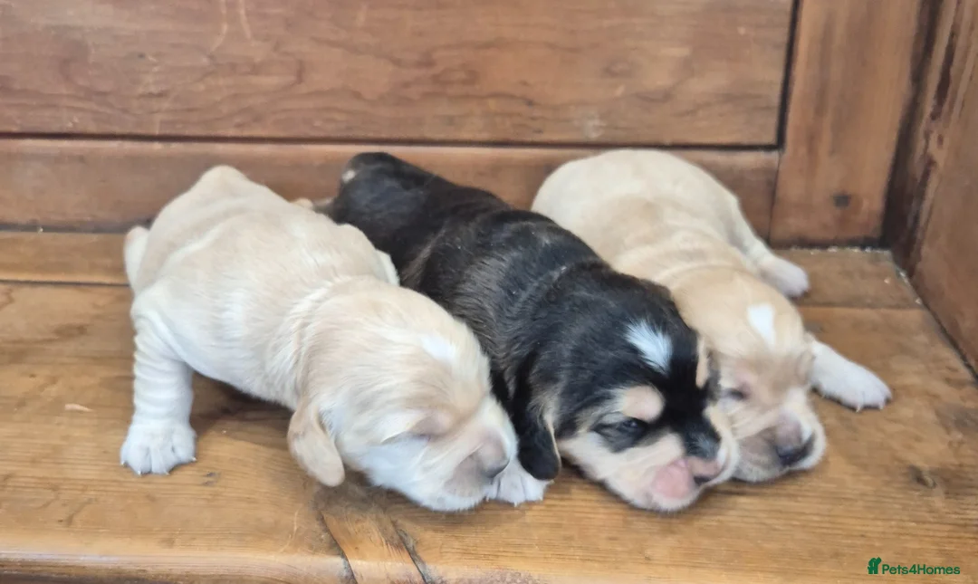 Mixed Breed dogs for sale: Dakota Sport Retrievers - Advert 1