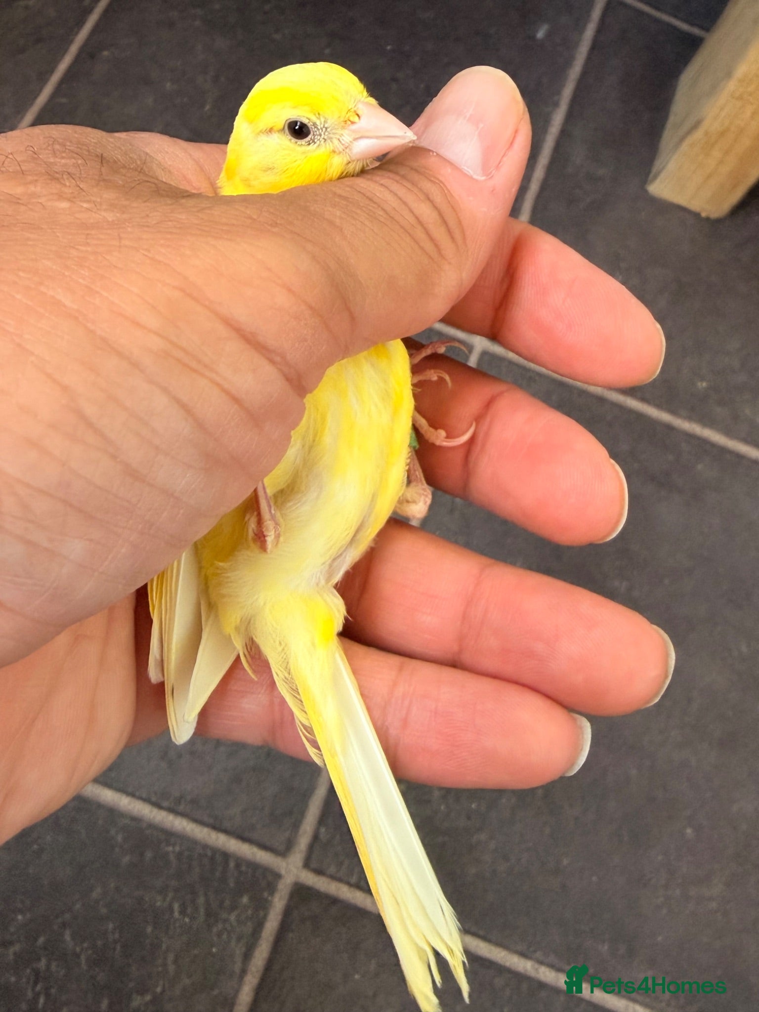 Canaries birds x3 hens canary’s fit and healthy  - Advert 9