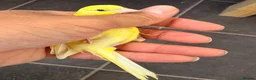 Canaries birds for sale: x3 hens canary’s fit and 2 harlequin males - Advert 2