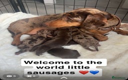 Miniature Dachshund dogs for sale: KC Reg Miniature Dachshund Puppies - Image 10