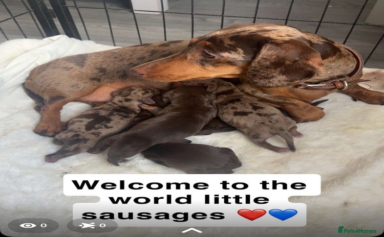 Miniature Dachshund dogs - Advert 16