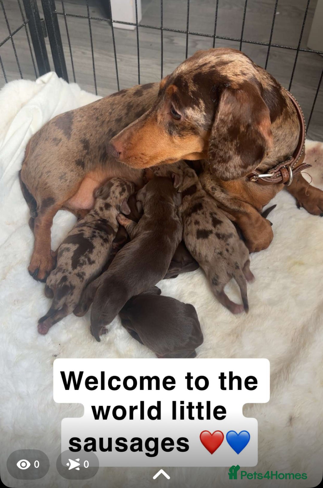 Miniature Dachshund dogs for sale: KC Reg Miniature Dachshund Puppies - Image 10
