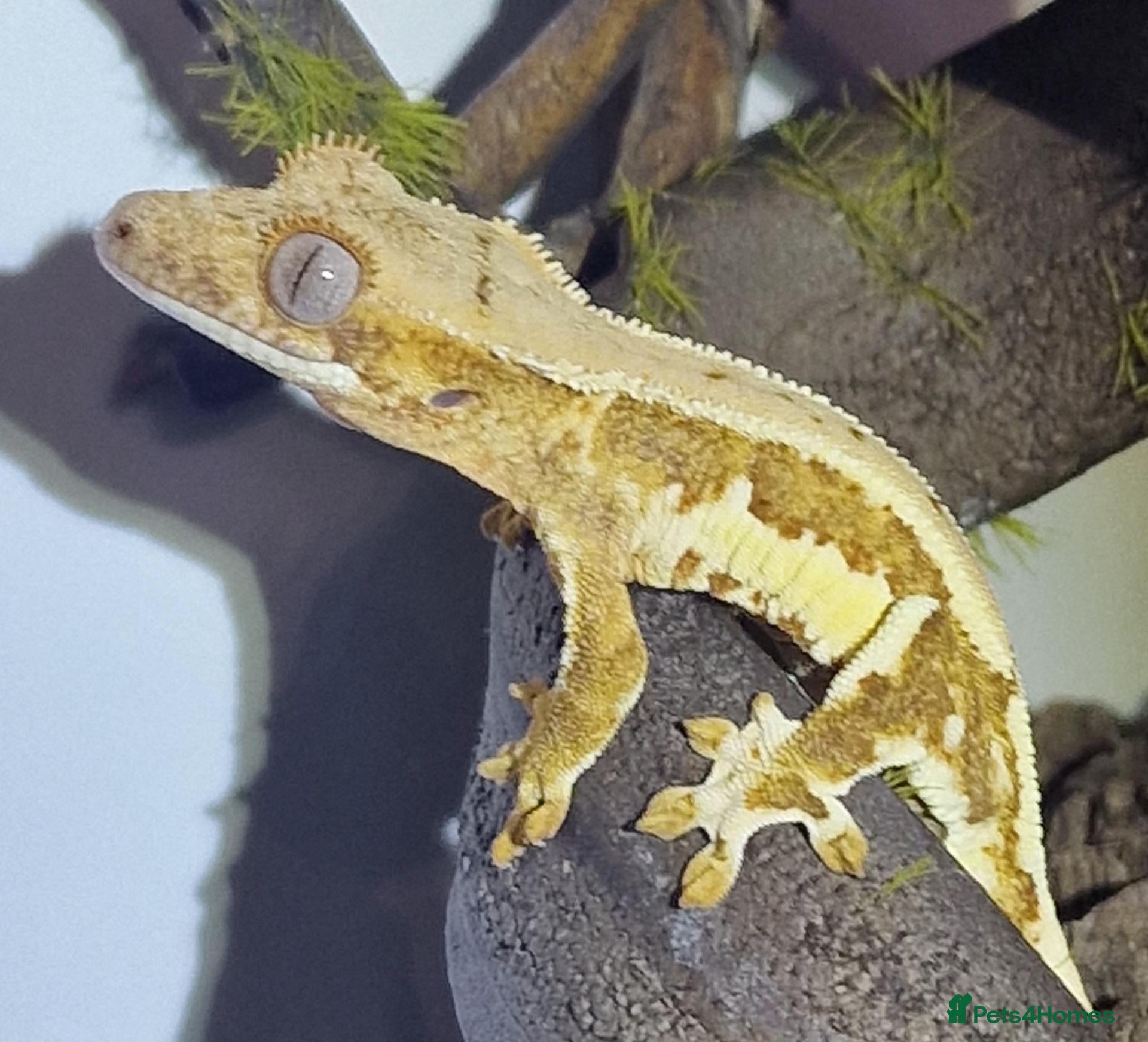 Gecko reptiles for sale: CB26 Crested Gecko  - Advert 12