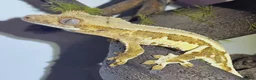 Gecko reptiles for sale: CB26 Crested Gecko  in Bedlington - Advert 1