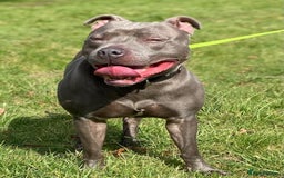 Staffordshire Bull Terrier dogs for stud: STUD.....Blue Siras in Stroud - Image 10
