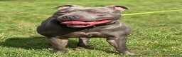 Staffordshire Bull Terrier dogs for stud: STUD.....Blue Siras in Stroud - Advert 10