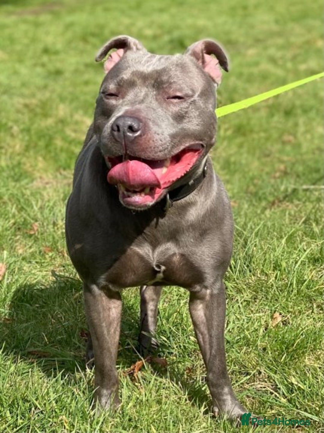 Staffordshire Bull Terrier dogs for stud: STUD.....Blue Siras in Stroud - Image 10