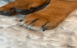 Dachshund dogs for sale: Beautiful Dachshund Puppies Ready to go 8th Nov  - Image 6