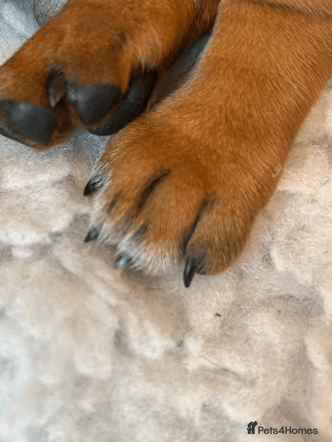 Dachshund dogs for sale: Beautiful Dachshund Puppies Ready to go 8th Nov  - Image 6
