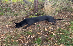 German Shepherd dogs for sale: German Shepard Girls - Image 2