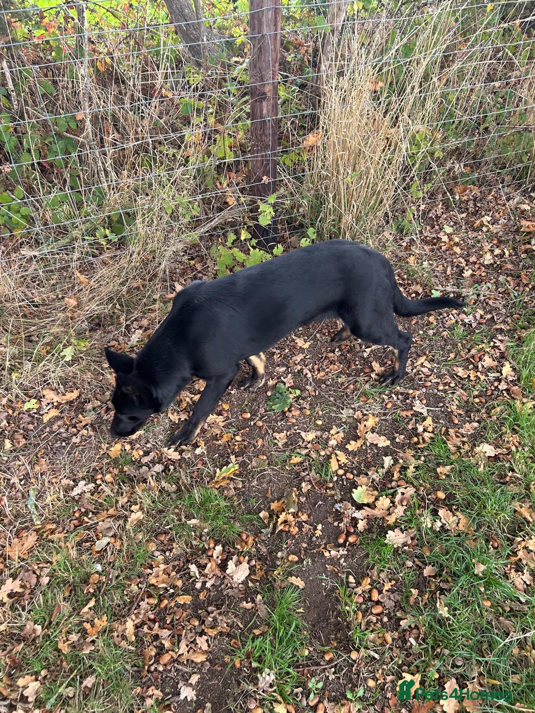 German Shepherd dogs for sale: German Shepard Girls - Image 2