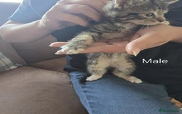 Maine Coon cats for sale: 6 Mainecoon X kittens for sale - Image 6