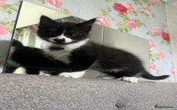Mixed Breed cats for sale: 3 Male kittens for sale  - Image 4