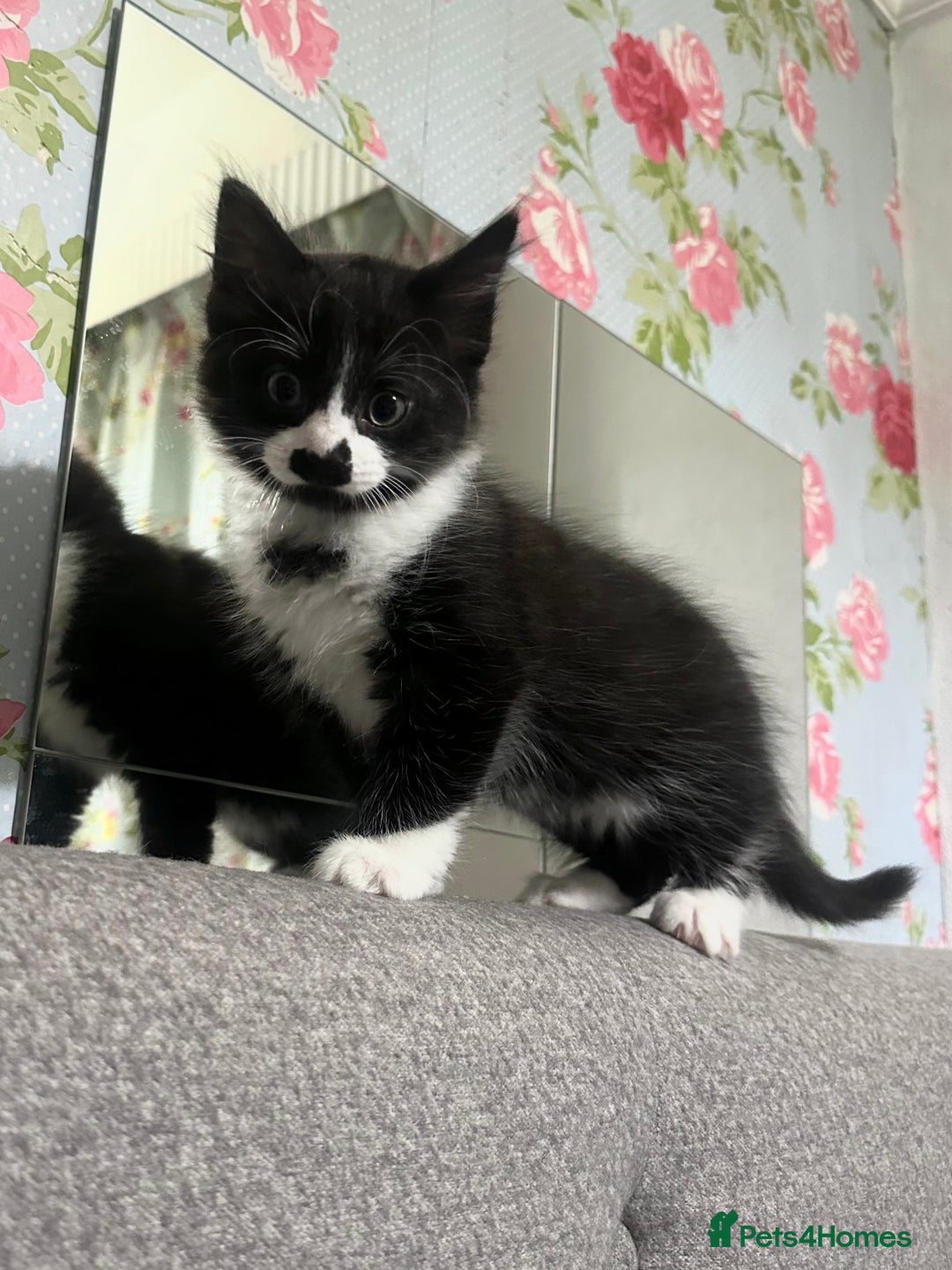 Mixed Breed cats for sale: 3 Male kittens for sale  - Image 4