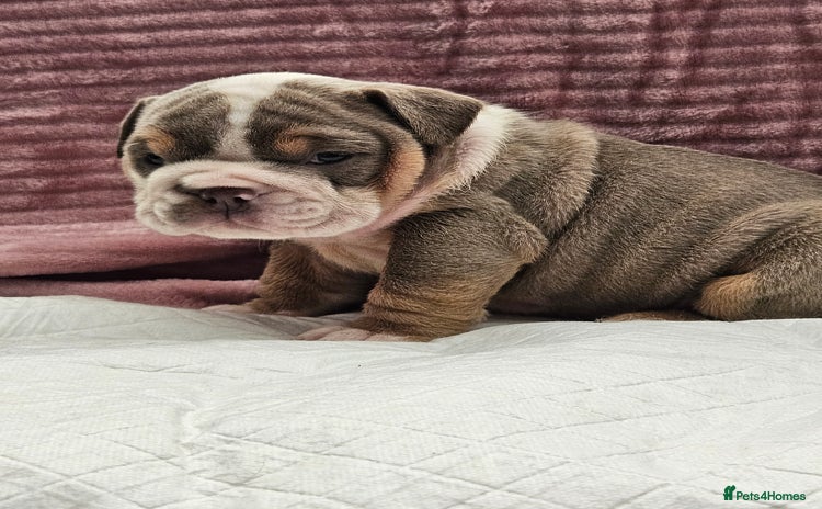 English Bulldog dogs - Advert 1