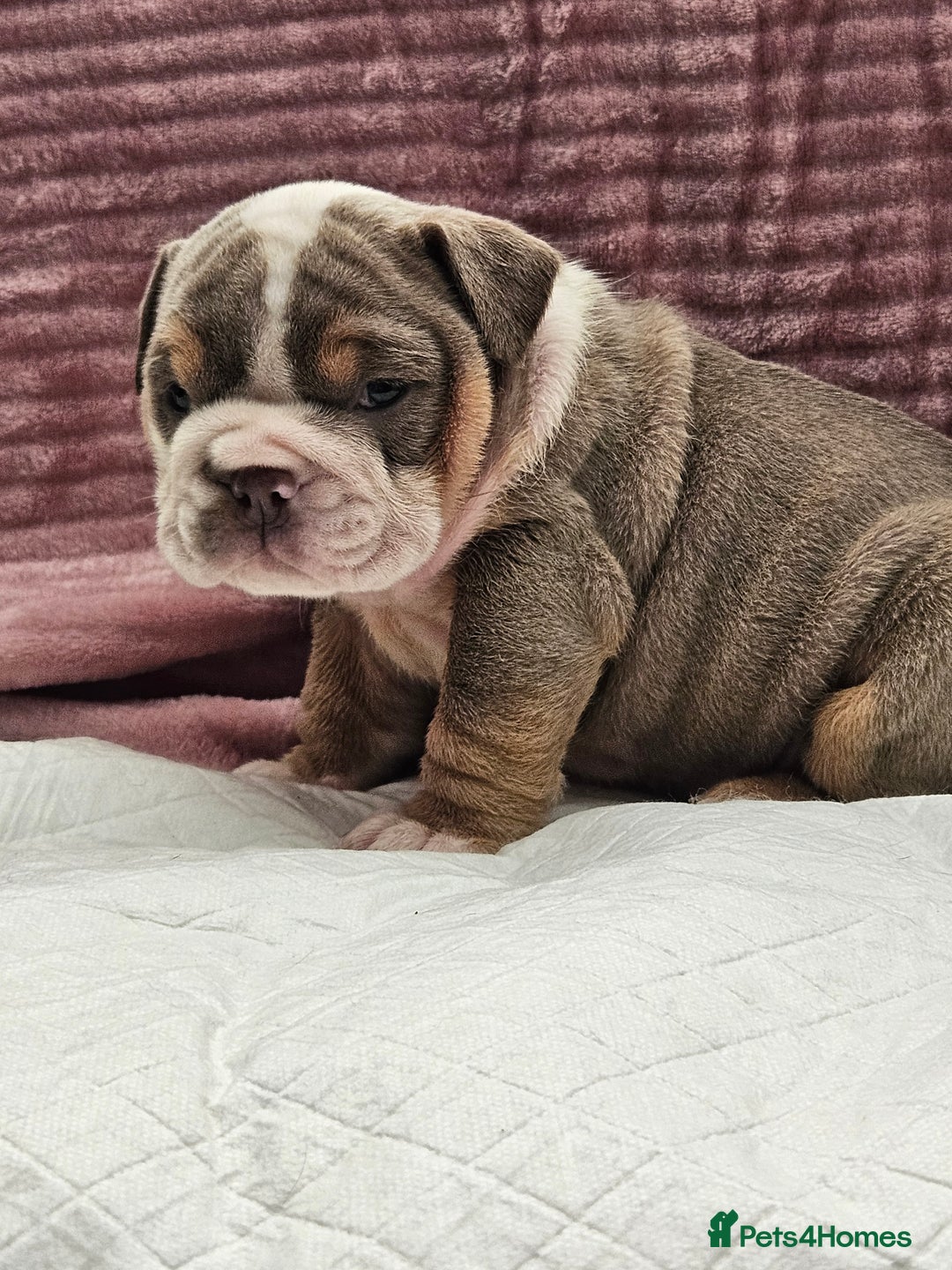 English Bulldog dogs for sale: Kc british bulldog pups💙❤️ - Image 9