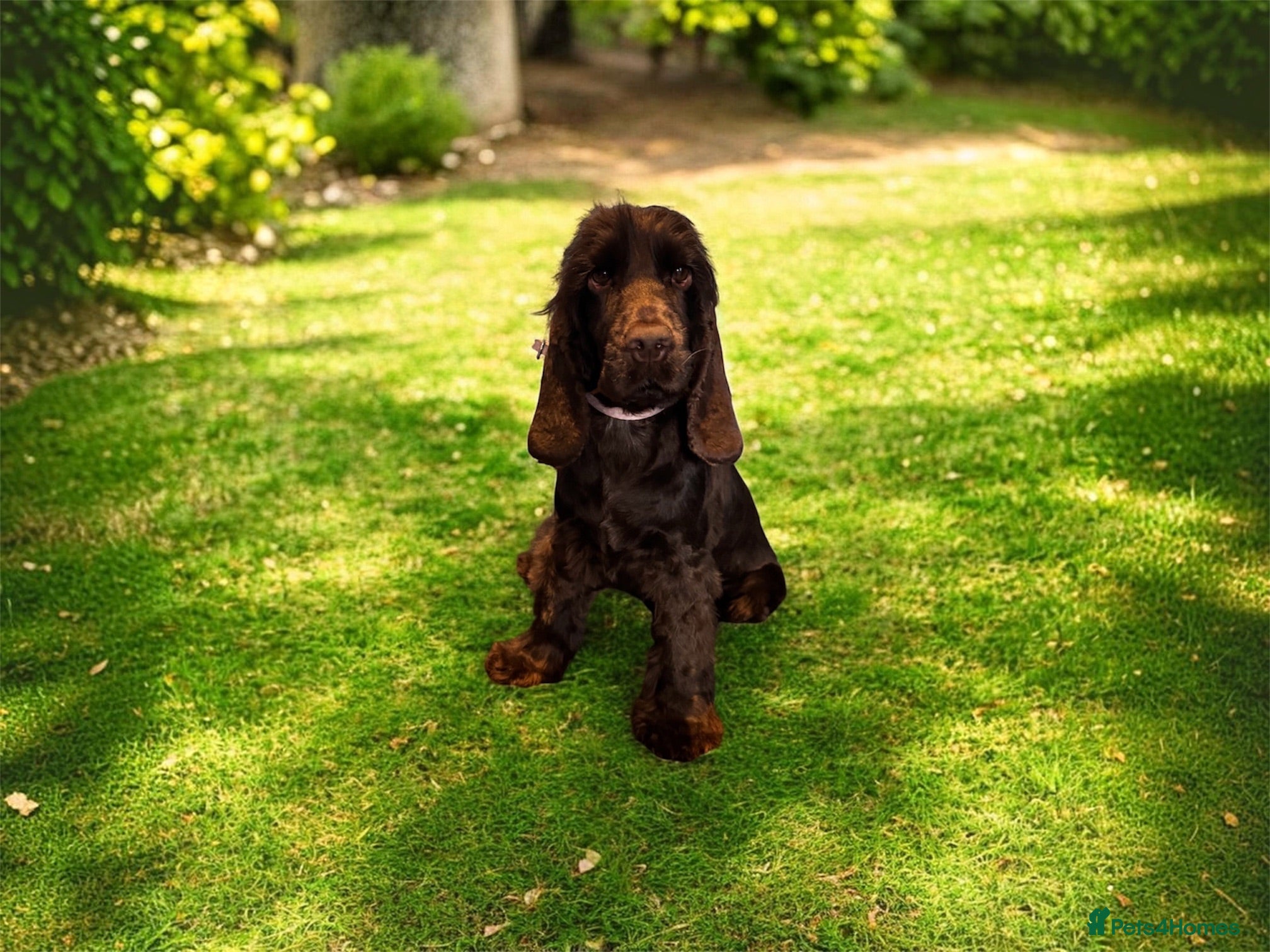 Cocker Spaniel dogs 3 year old show cocker- fully health tested  - Advert 1