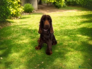 Cocker Spaniel dogs chocolate show cocker- fully DNA tested - Advert 17