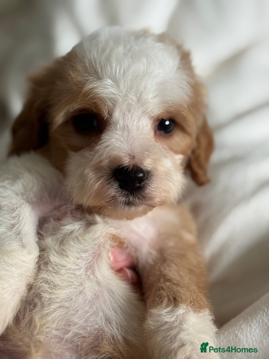 Cavapoo dogs for sale: Beautiful health tested cavapoos  - Image 13