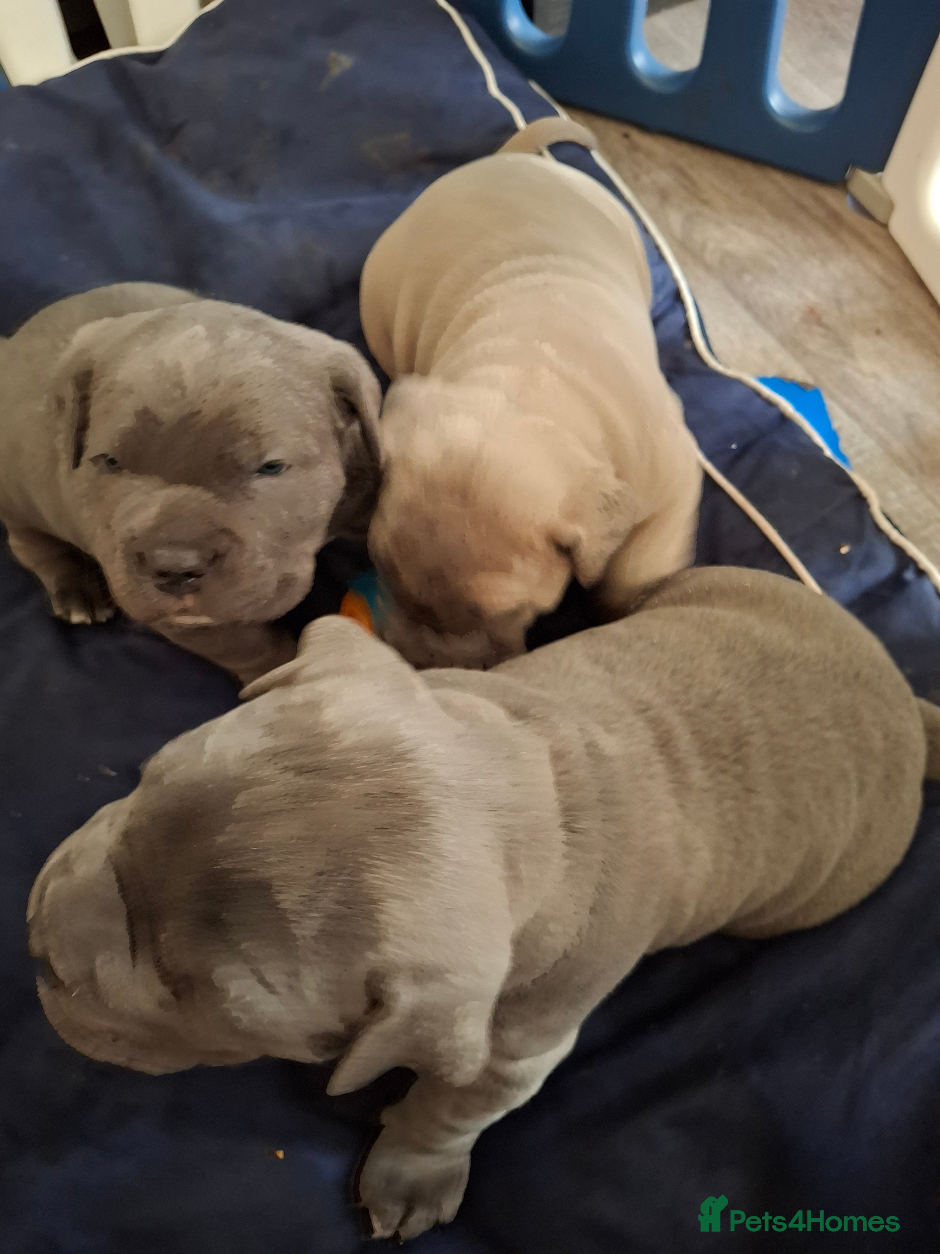 Cane Corso dogs Amazing ICCF Cane Corso Puppies - Advert 1